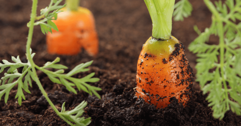 Growing carrots