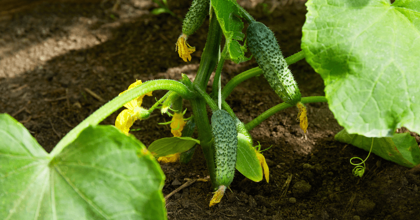 Growing cucumber