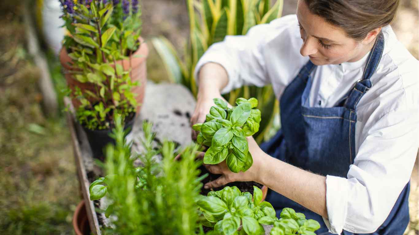 harvesting herbs