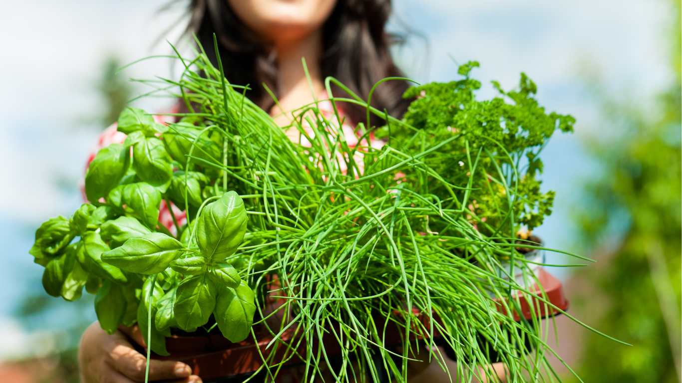 herbs