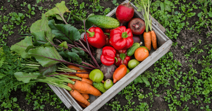 Harvesting vegetables