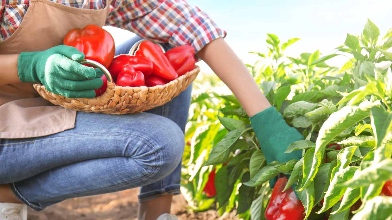 woman with peppers