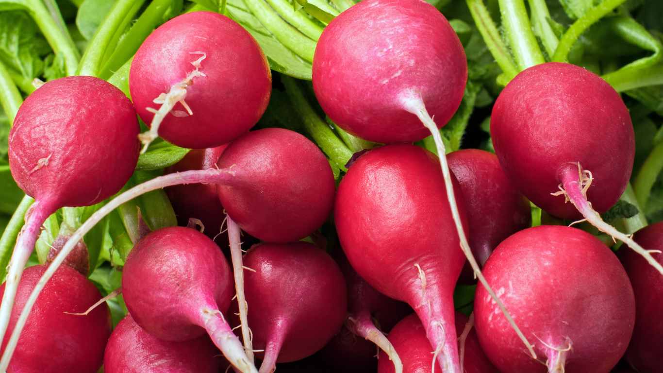 radishes 