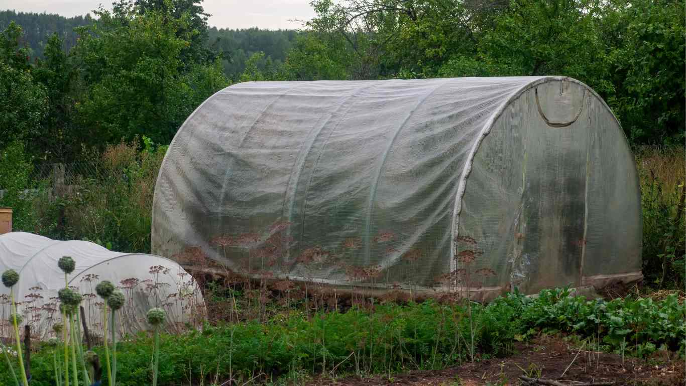 Greenhouse 