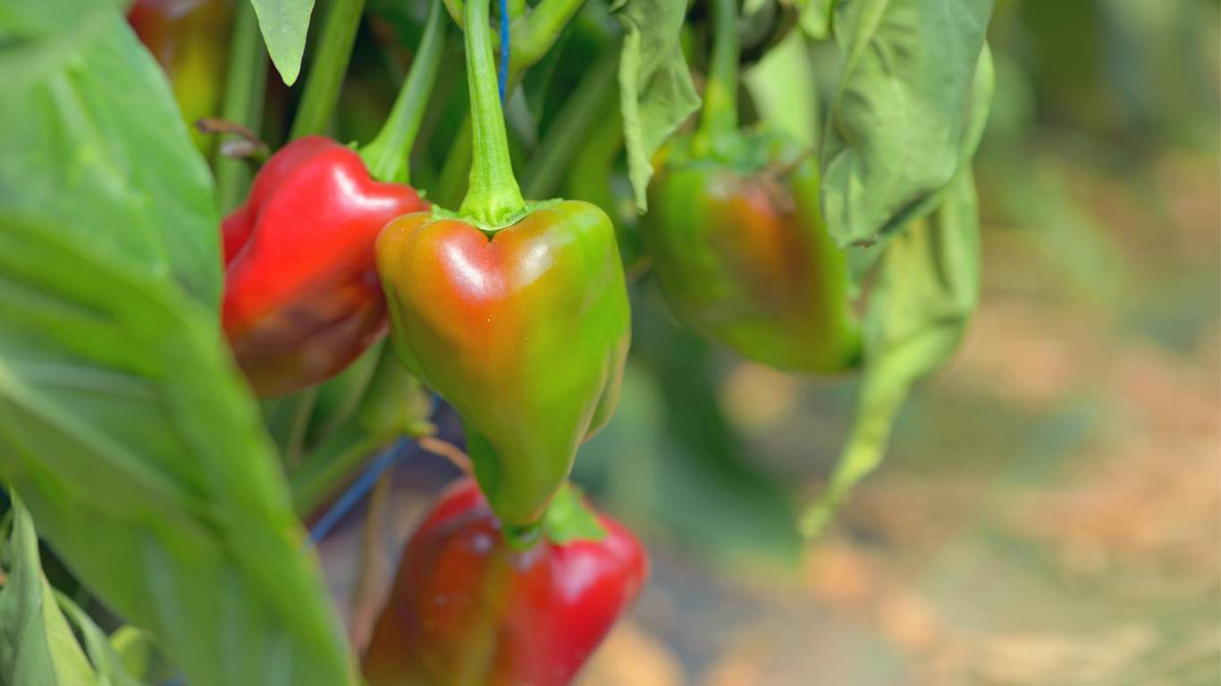 pepper