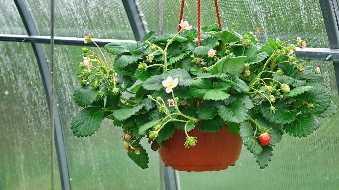 hanging basket 