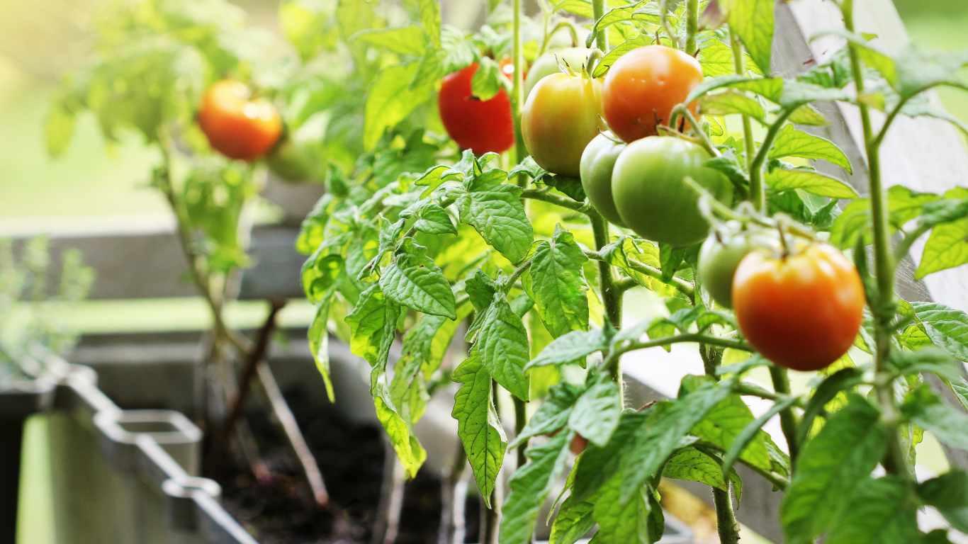 tomatoes 