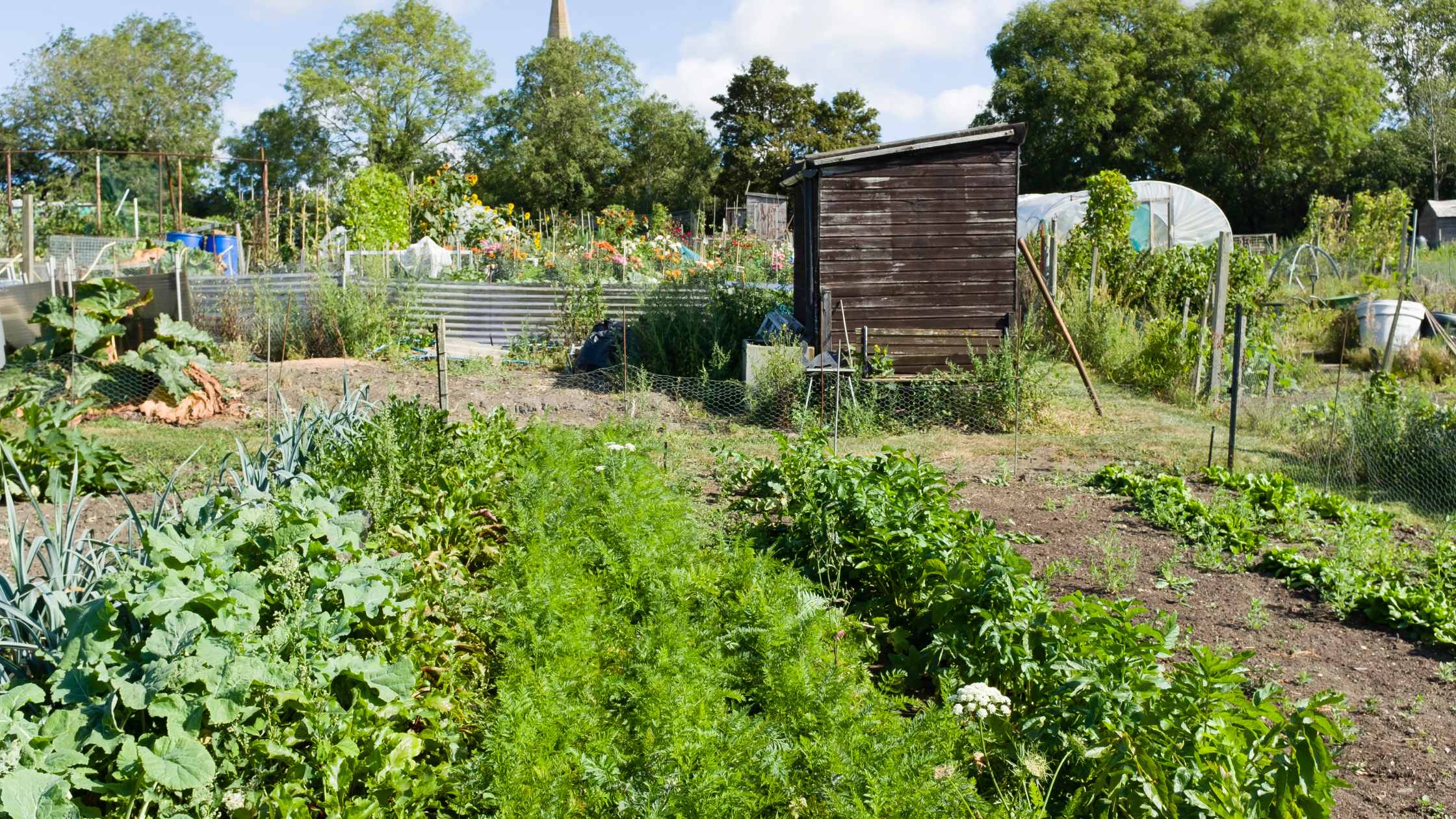 biointensive gardening 