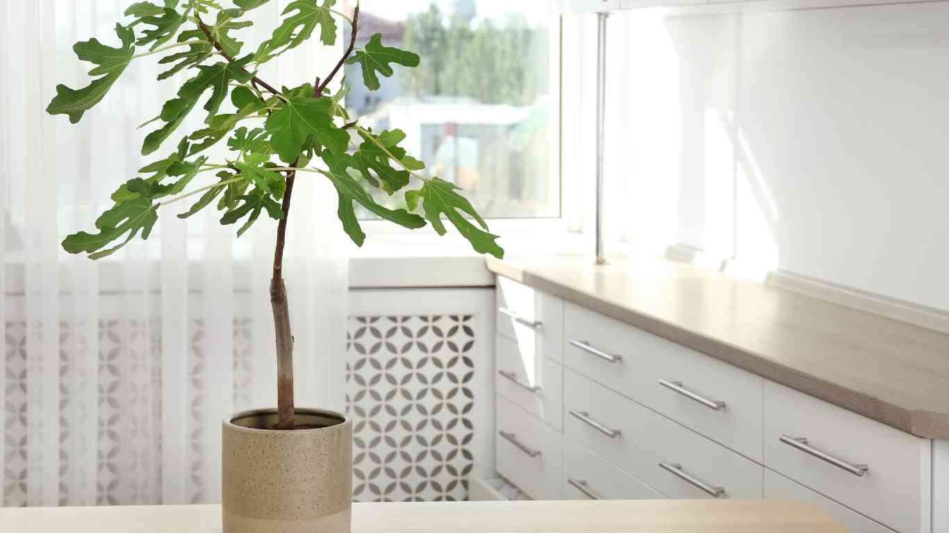 fig tree 