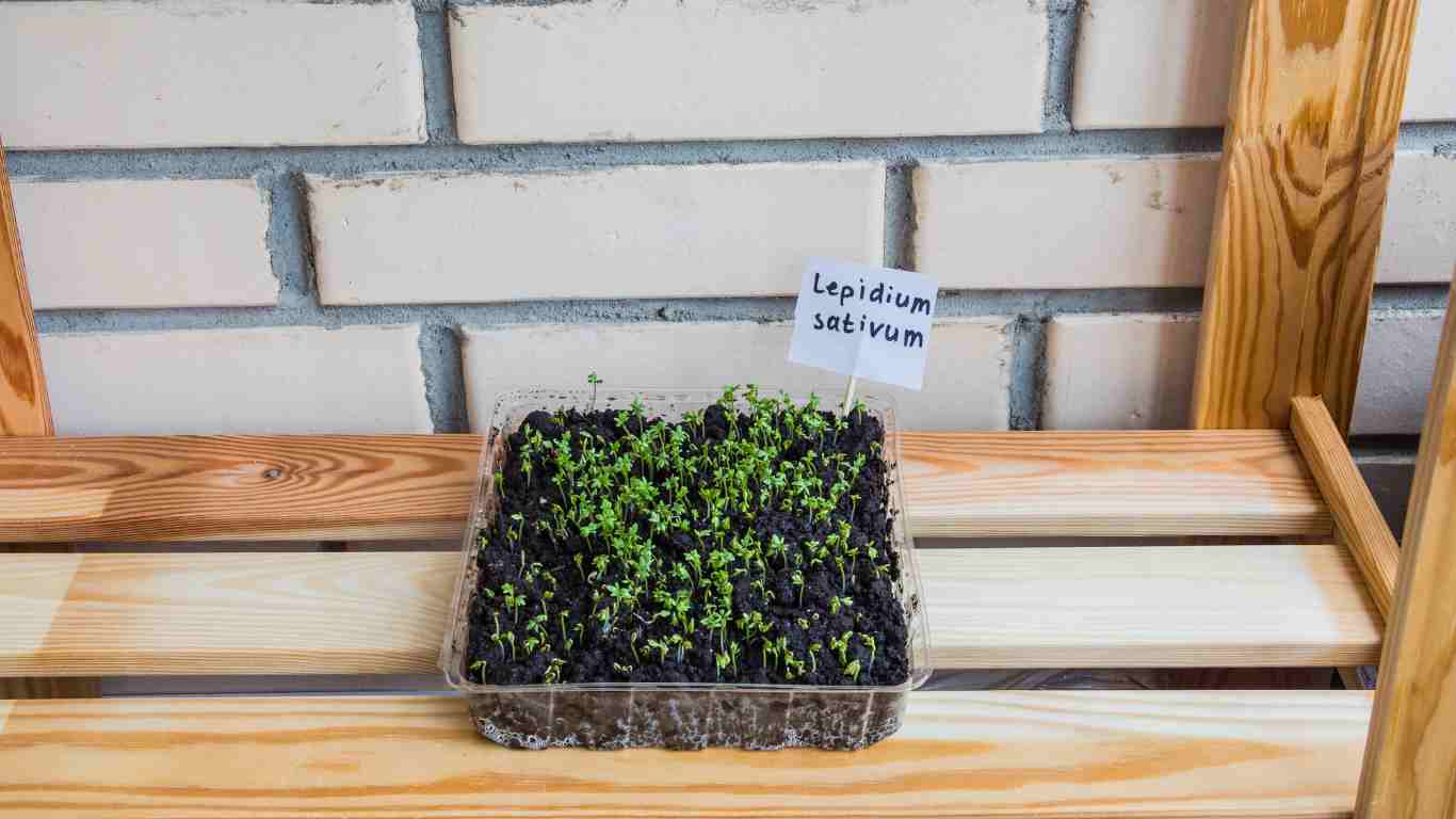 growing herbs