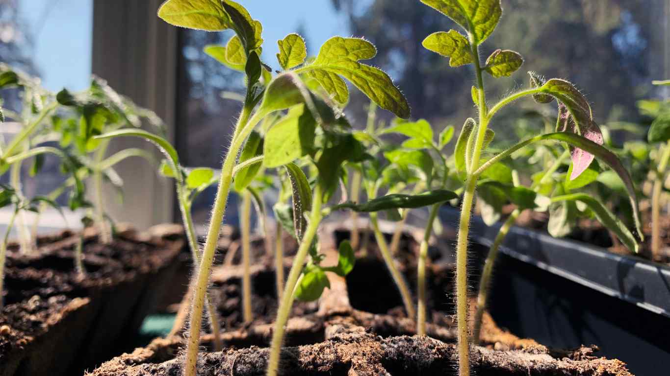 vegetables indoors 