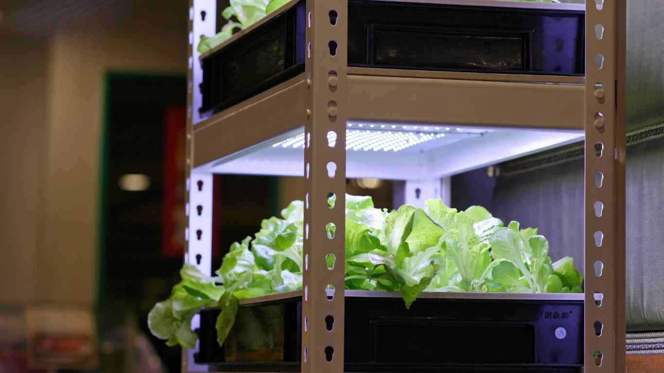 growing vegetables indoors 