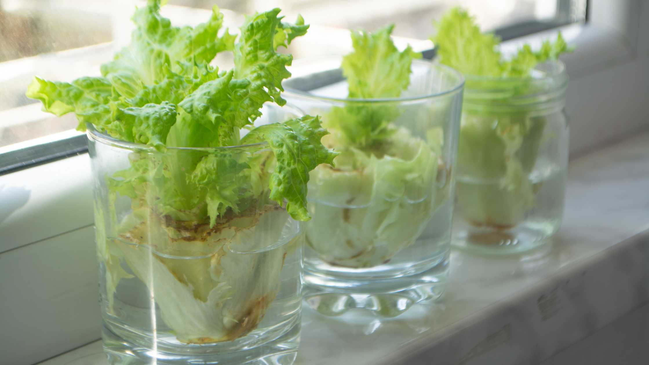 growing salad from scraps 