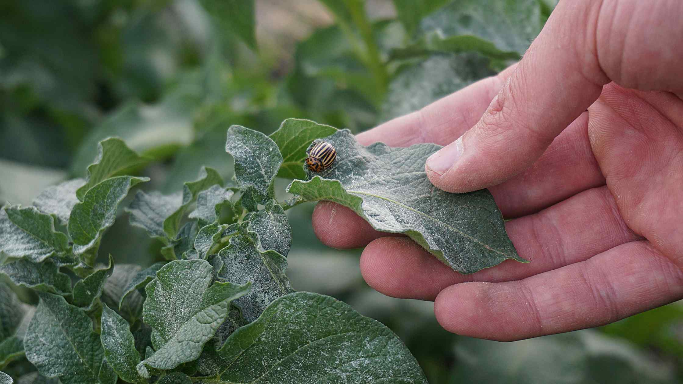 garden bugs 