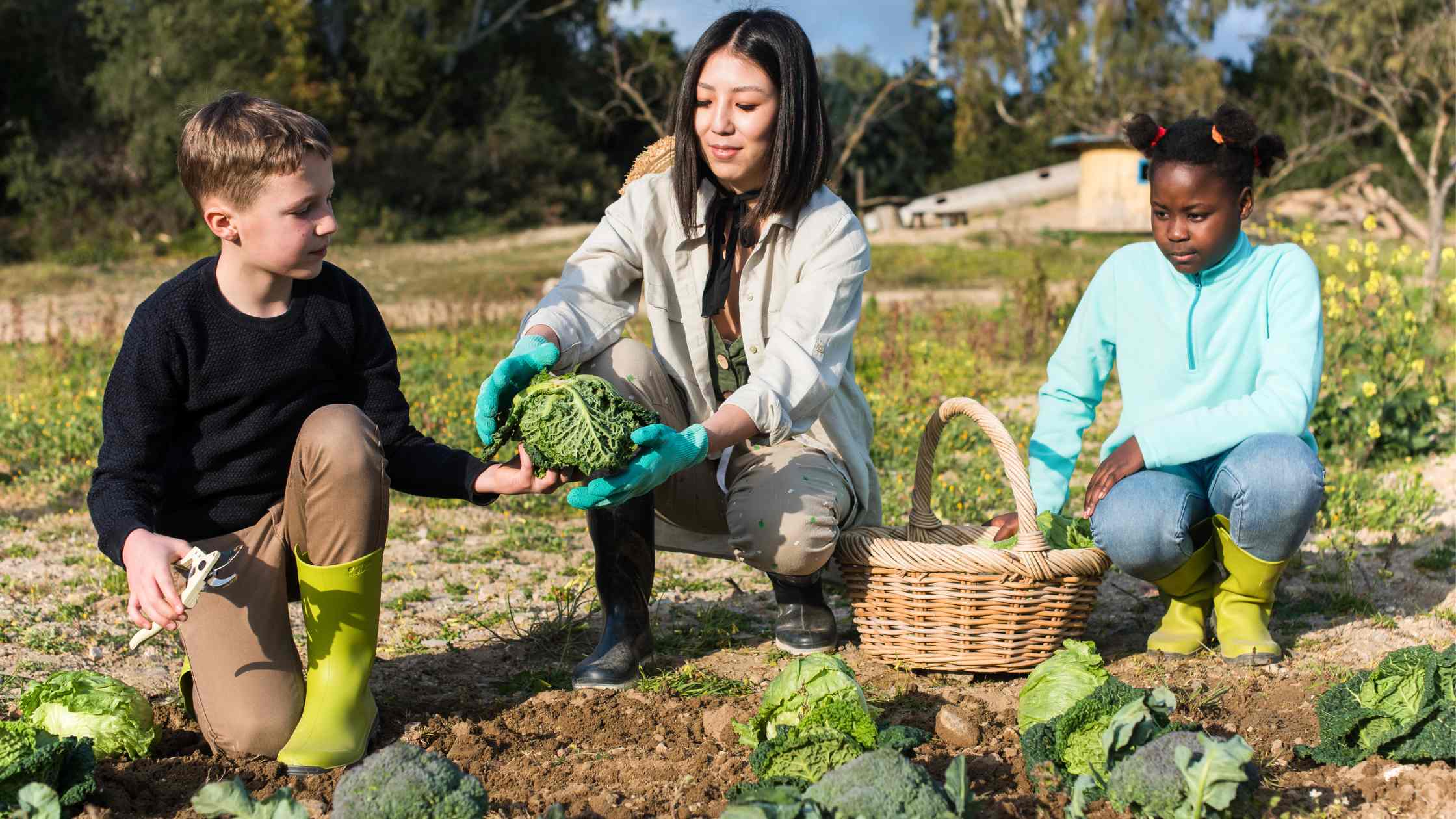 harvesting vegetables 