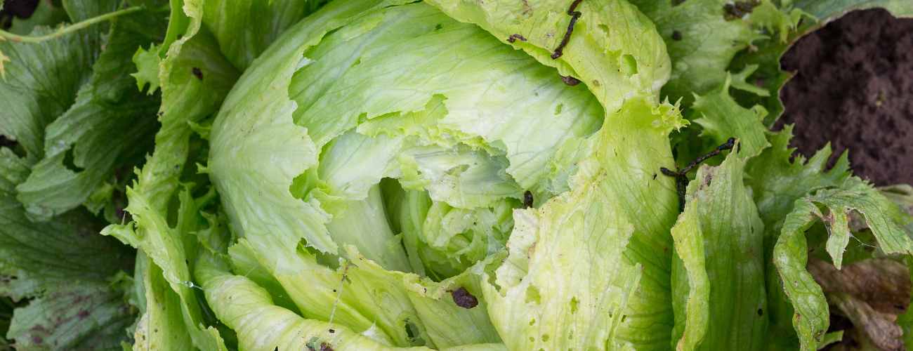 slugs on a salad