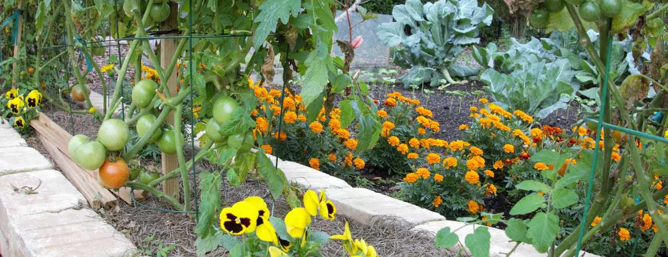 companion planting 