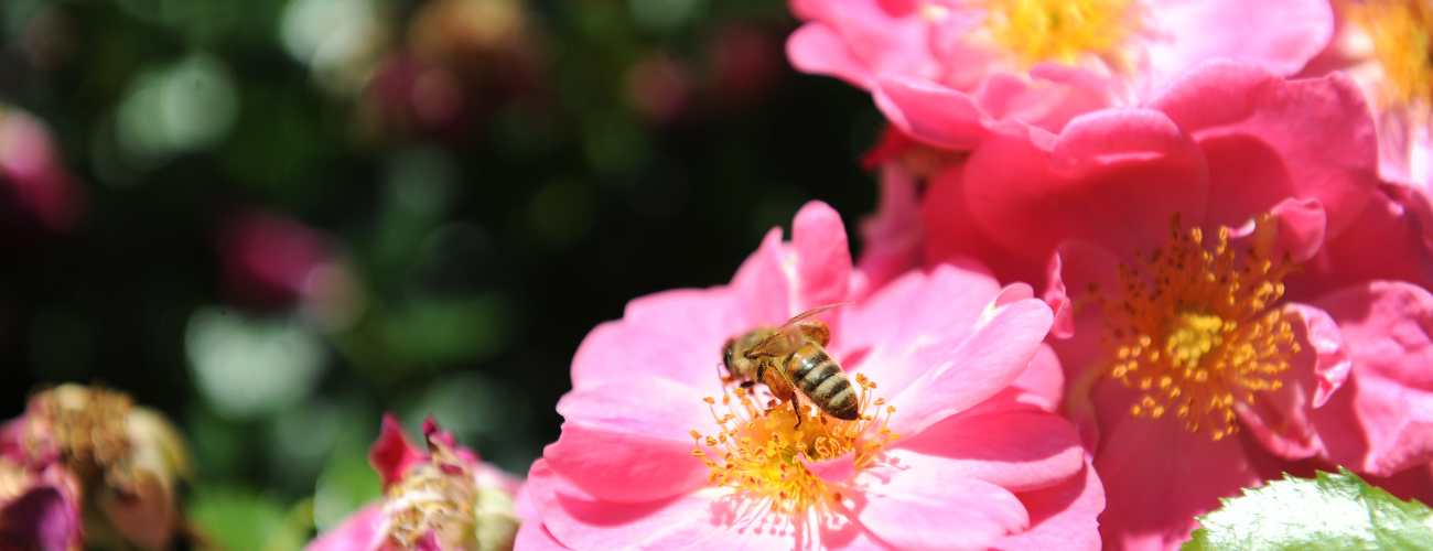 bee on a flower 