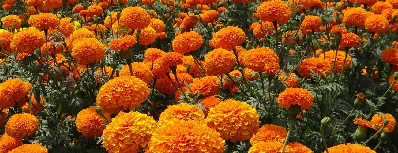 marigolds