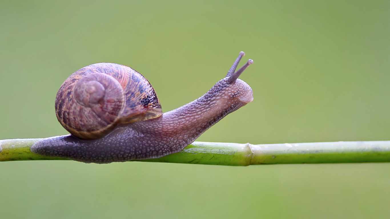 snail