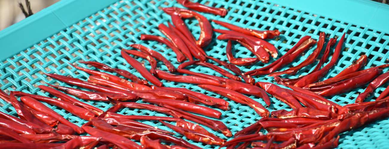 Drying chillies
