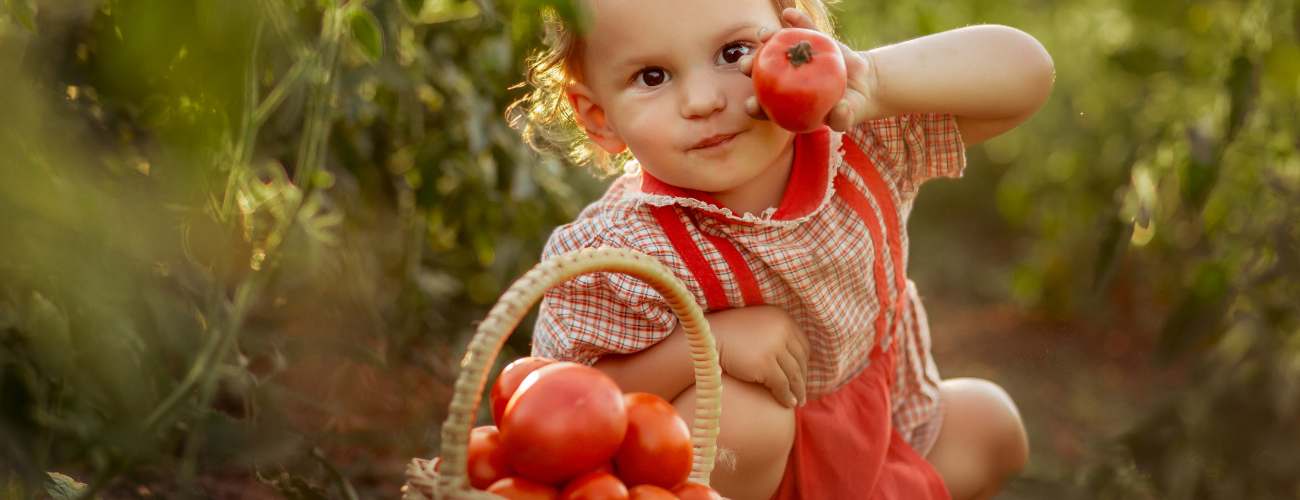 Harvesting tomatoes 
