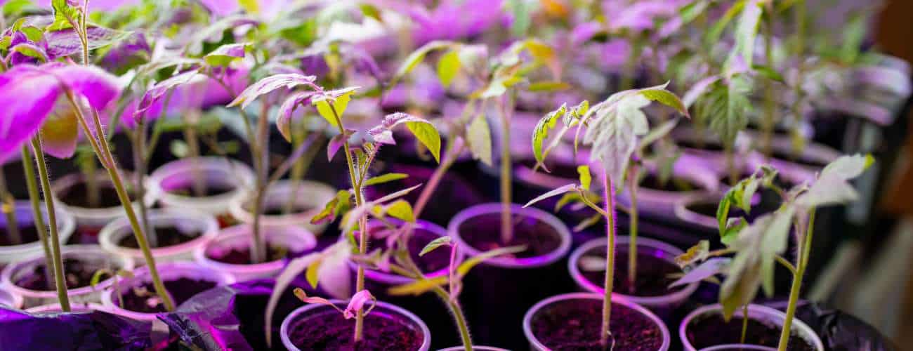 growing with grow lights 