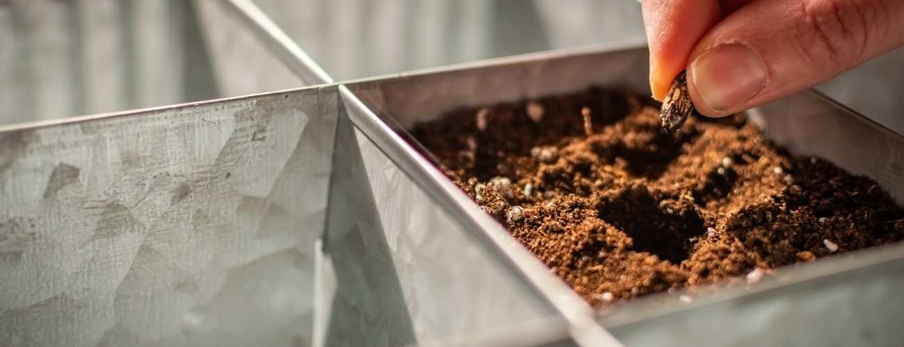 planting seeds 