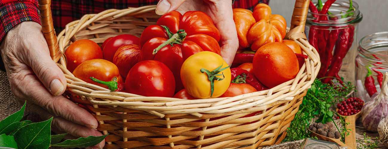 tomato harvest 
