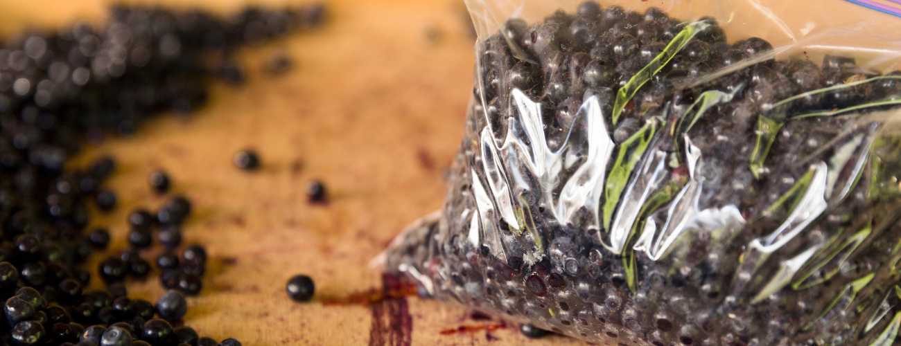 freezing berries 