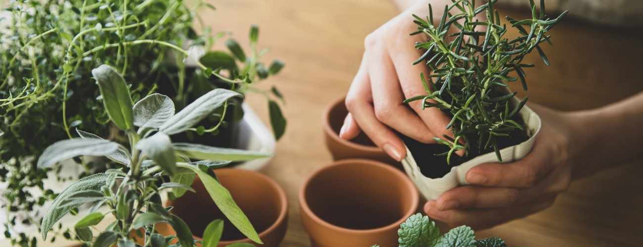 Planting herbs 