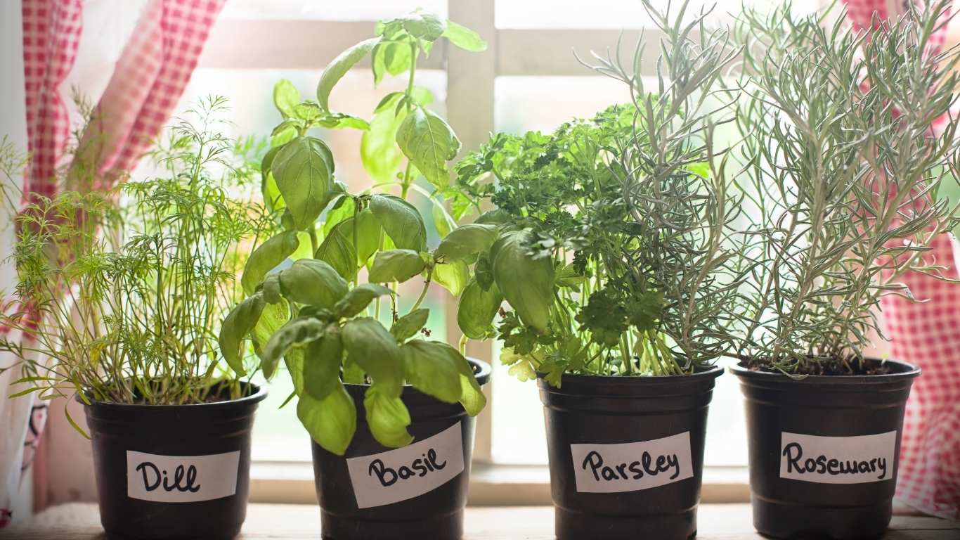 Growing Organic Herbs: A Mum’s Secret to Flavourful Family Meals