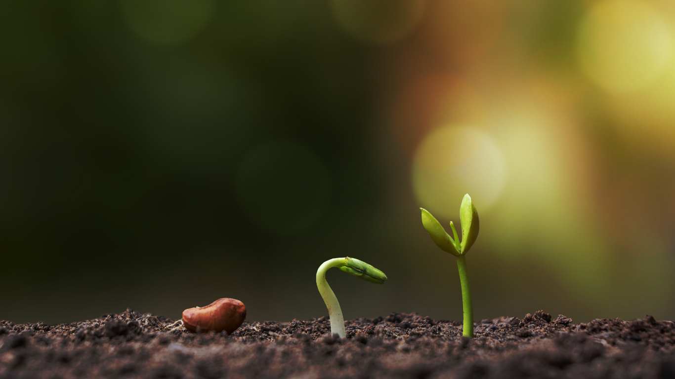 Seed Germination: Choosing Between Water and Soil
