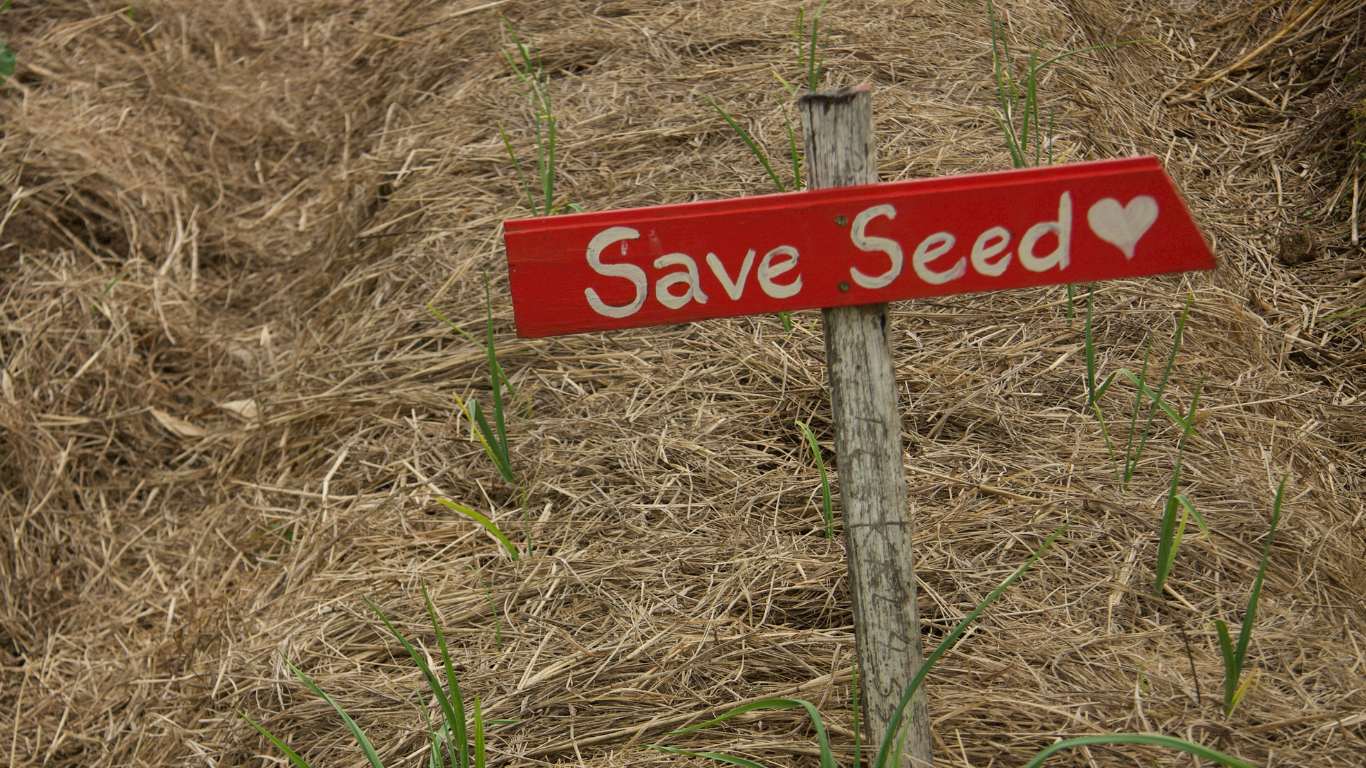 The Importance of Seed Saving for Self-Sufficiency Newbies