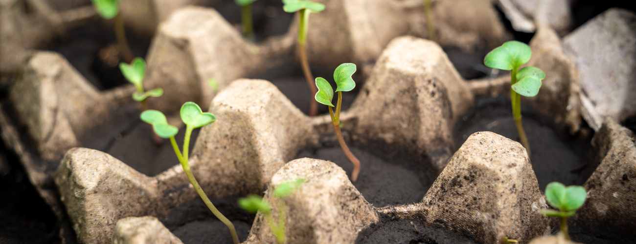 growing seeds in egg carton