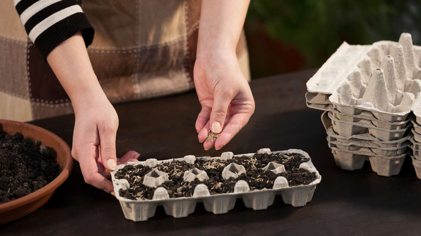 Everything About Starting Seeds Indoors in an Egg Carton