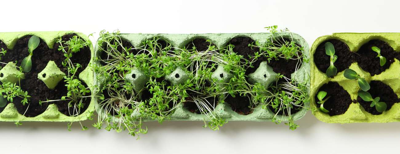 growing seeds in egg carton