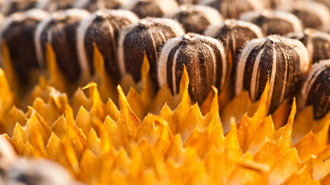 organic sunflower seeds