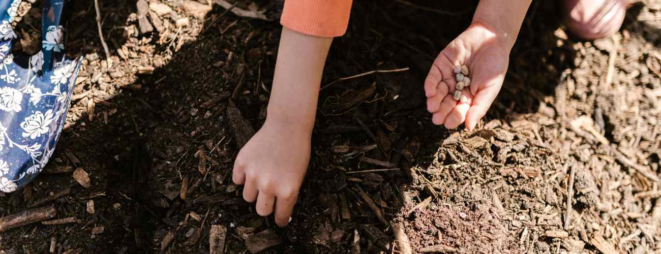 planting organic seeds 