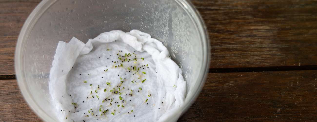 paper towel seed germination 