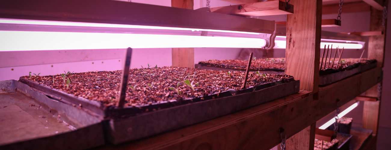 growing seeds with grow lights 
