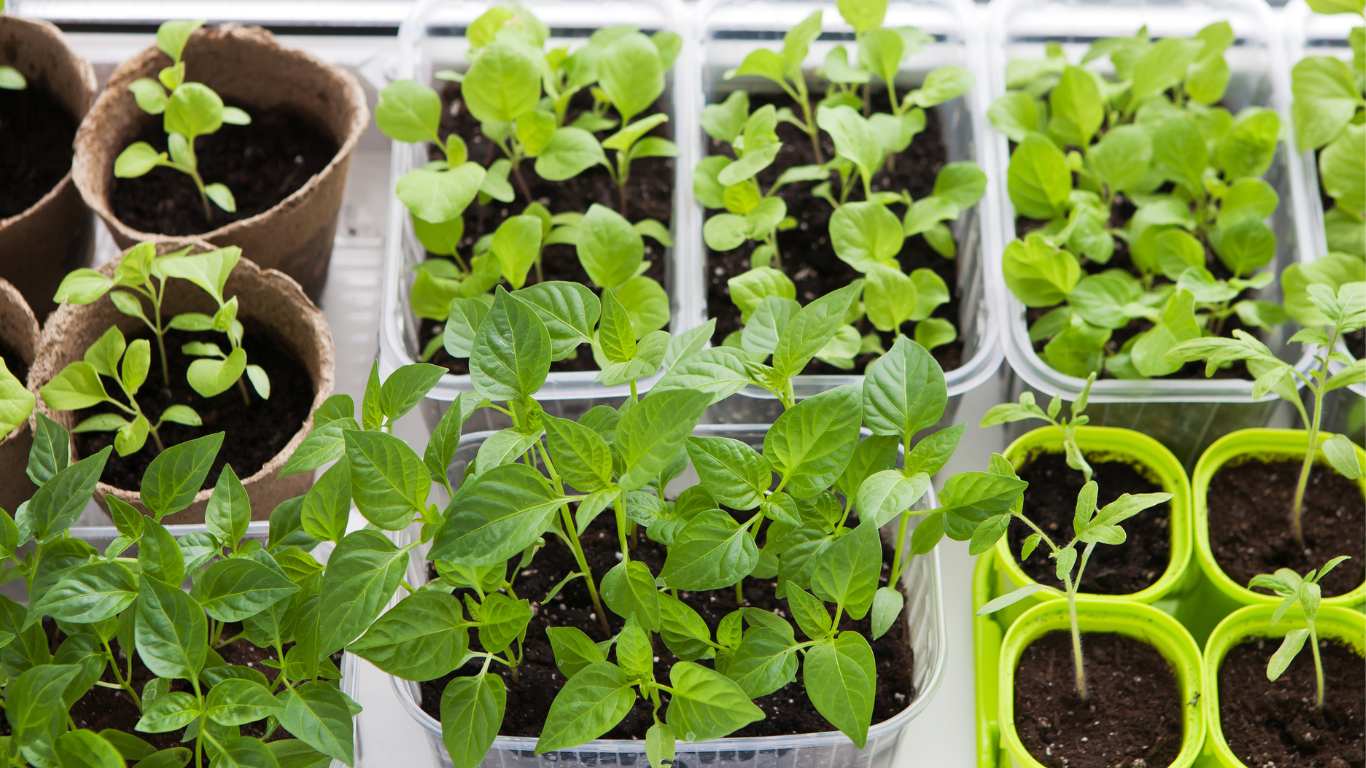 The Ideal Months for Indoor Seedlings: Must-Have Guide