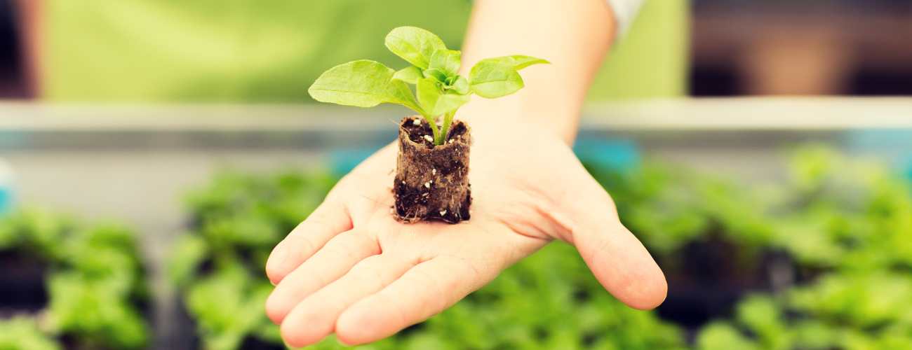 growing vegetables from seeds