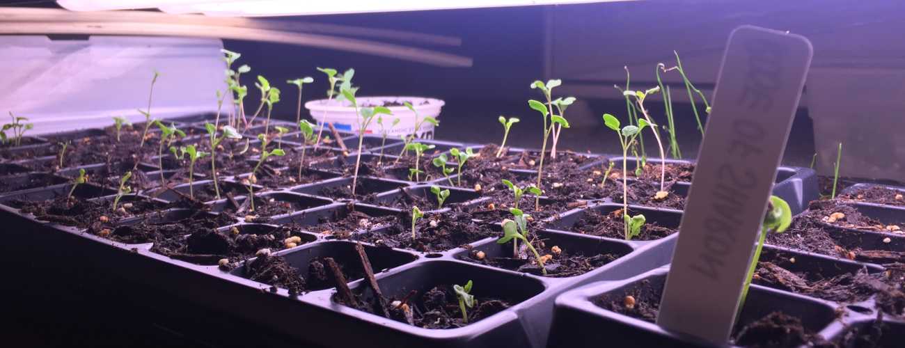 growing seedlings with grow lights 