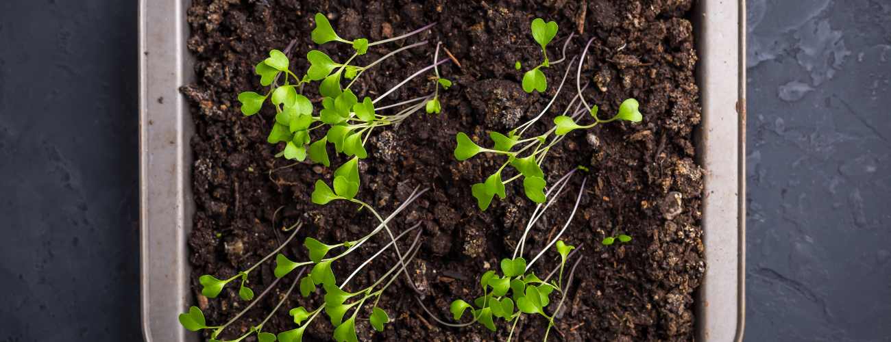 leggy seedlings 