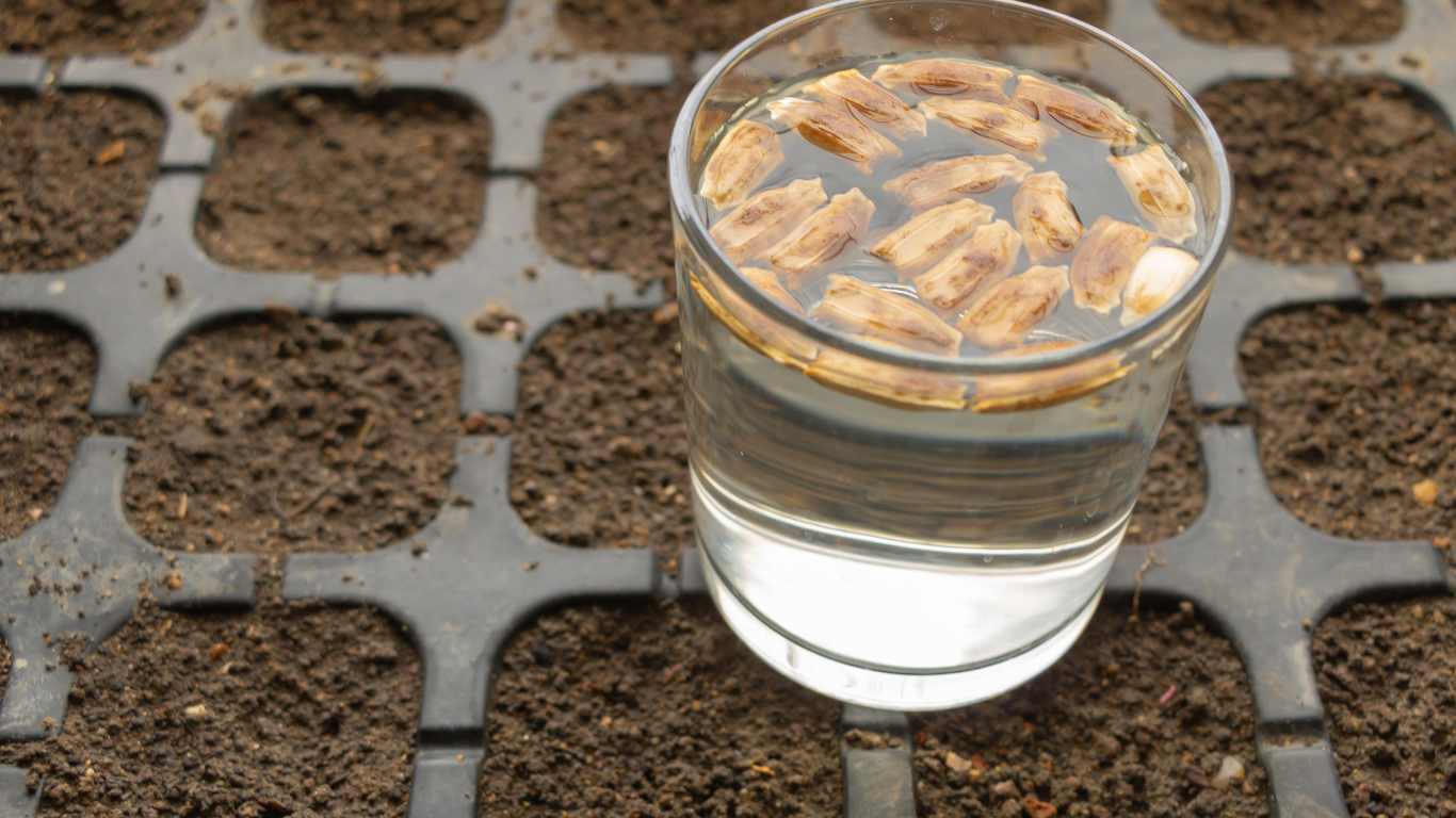 Sow with Confidence: Seed Treatment for Better Germination