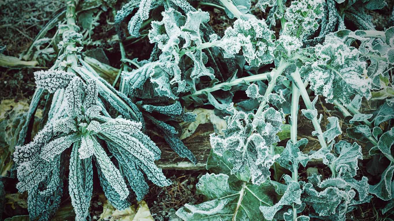 Best Vegetable Seeds for Successful Winter Sowing