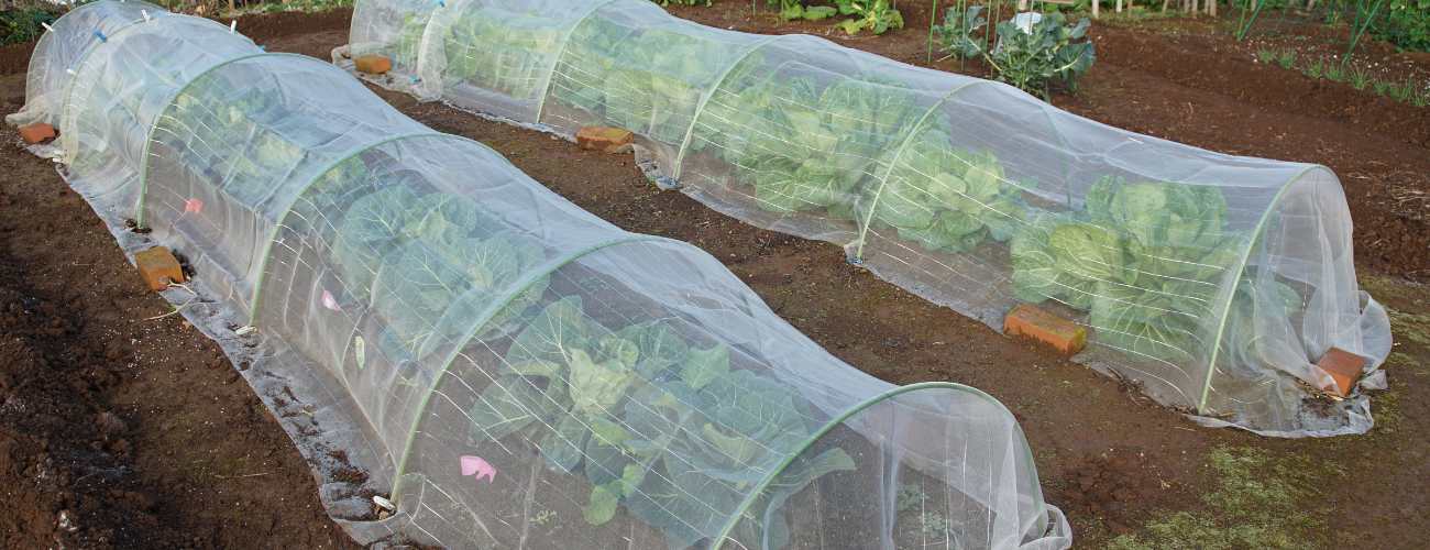 protecting growing vegetables from frost 