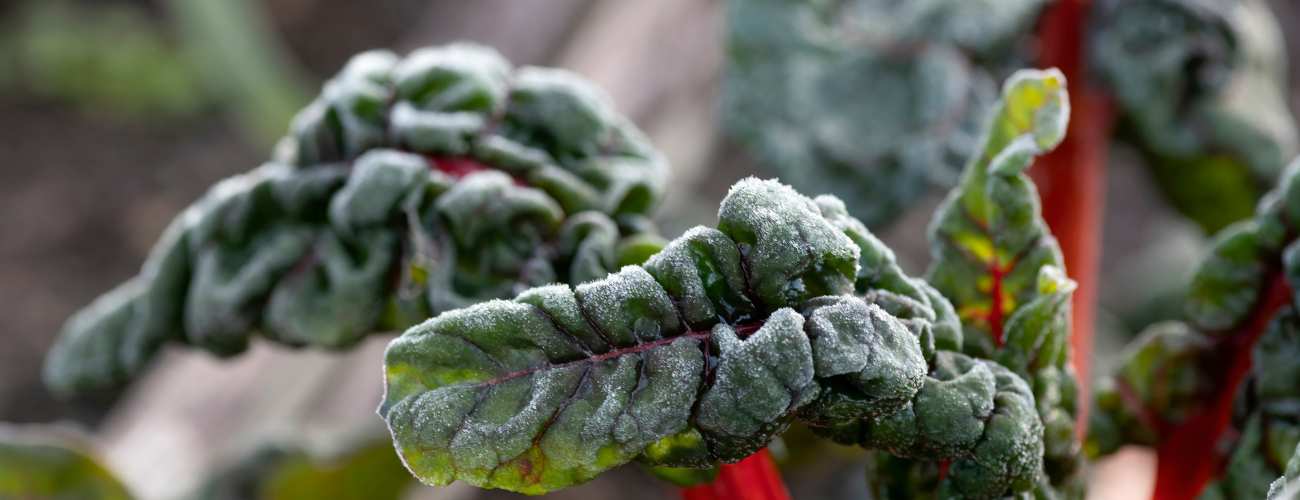 kale growing in winter