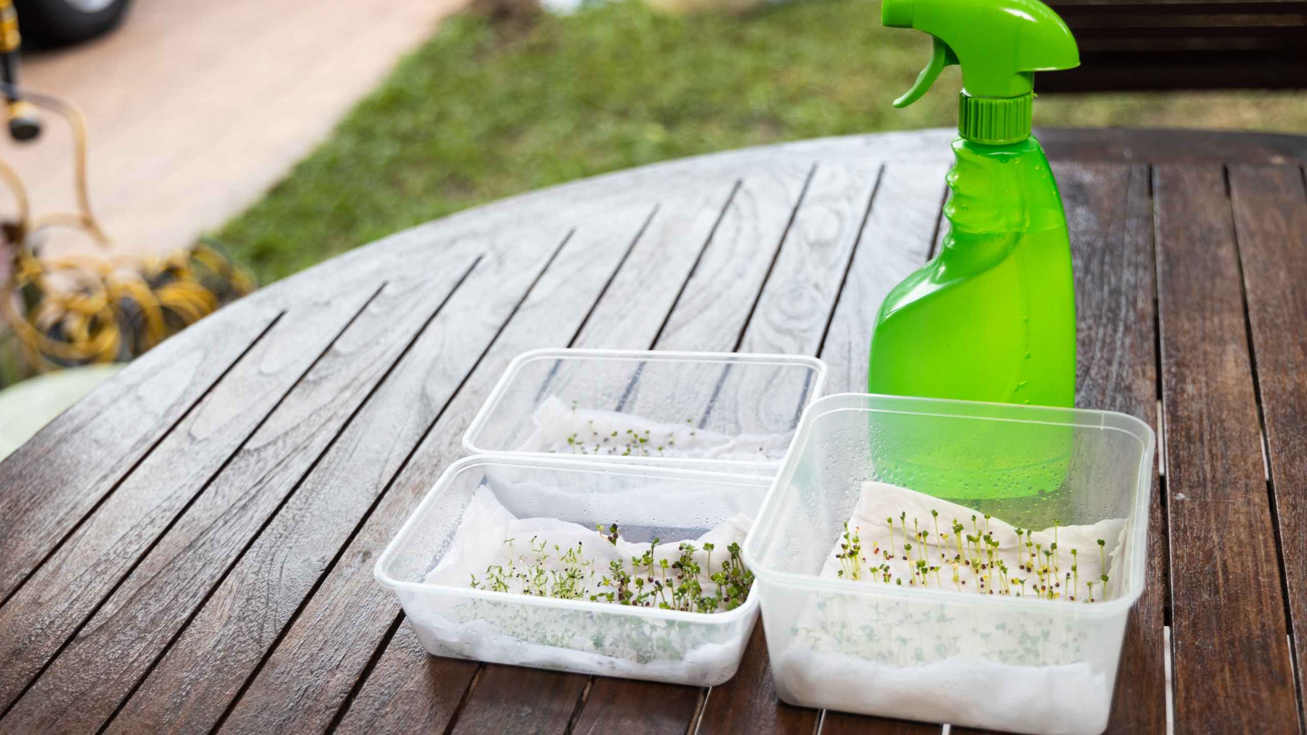 How do you Germinate Vegetable Seeds?
